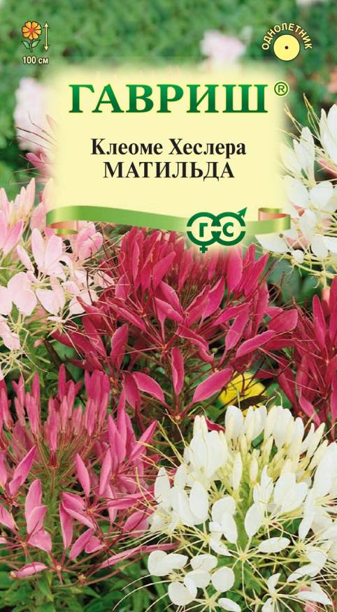Семена Клеома Матильда смесь, 0,2 г - фото