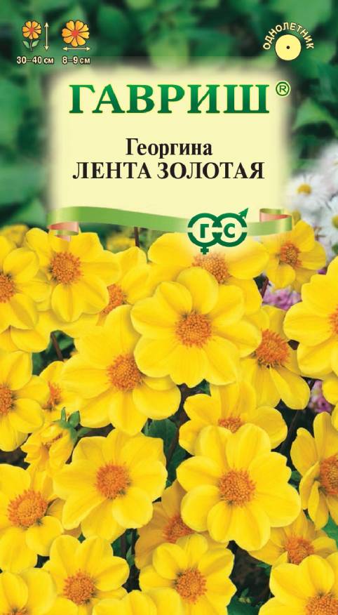 Семена Георгина Лента золотая, 0,2 г - фото
