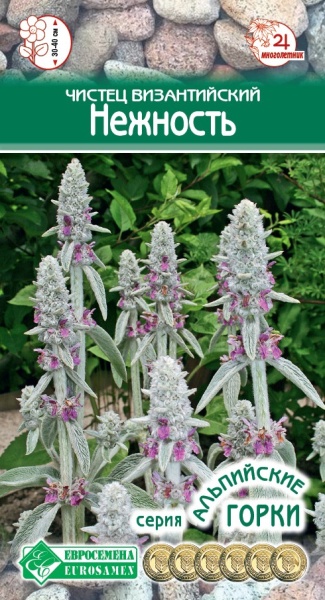 Семена Чистец византийский Нежность, 5 шт - фото