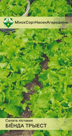 Семена Салат Бионда Триест листовой, 1 г - фото