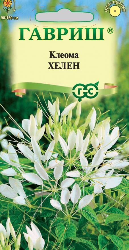 Семена Клеома Хелен, 0,2 г - фото