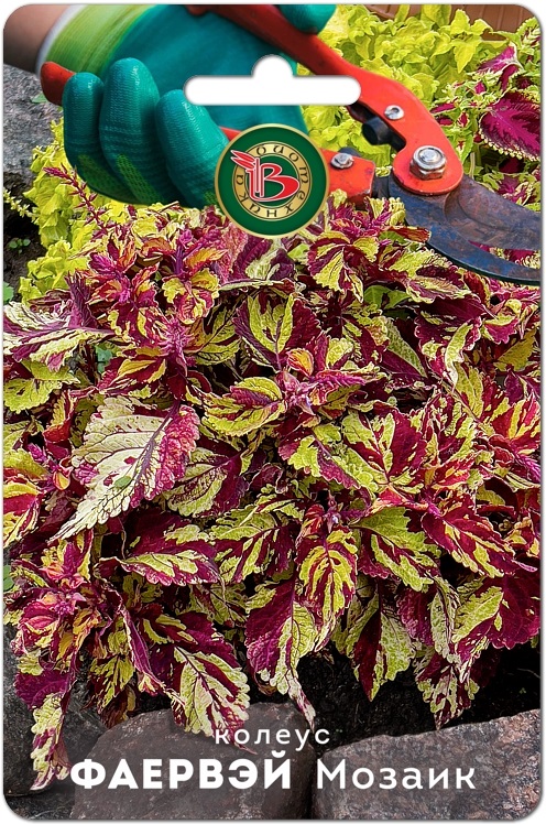 Семена Колеус Фаервэй Мозаик, 10 шт - фото