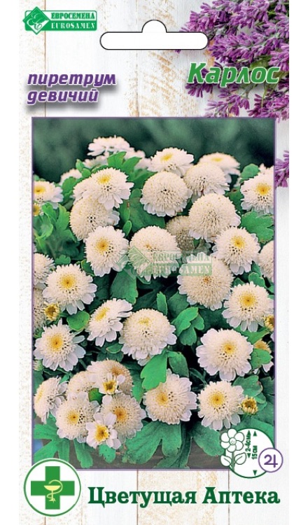 Семена Пиретрум девичий Карлос, 10 шт - фото
