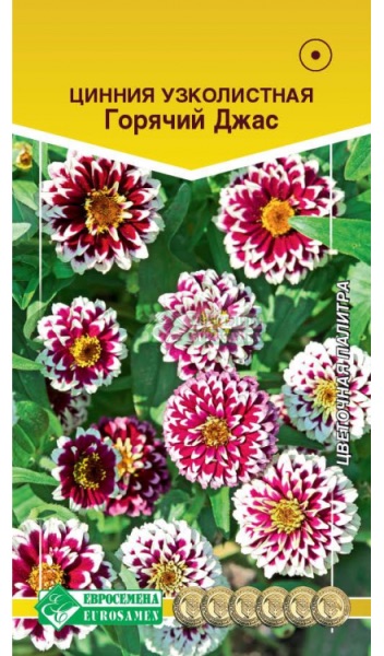 Семена Цинния узколистная Горячий Джас, 10 шт - фото
