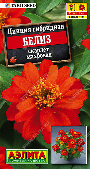 Семена Цинния Белиз скарлет махровая, 5 шт - фото