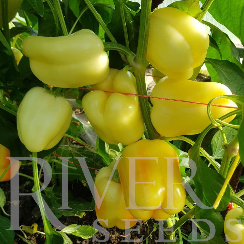 Семена Перец сладкий Ломбардо, 10 шт - фото