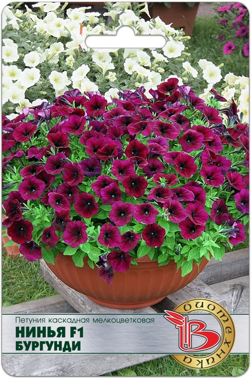 Семена Петуния каскадная мелкоцветковая Нинья F1 Бургунди, 5 шт - фото