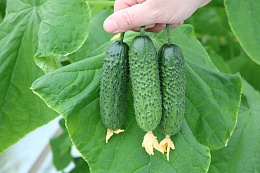 Семена Огурец Спайк F1, 250 шт - фото