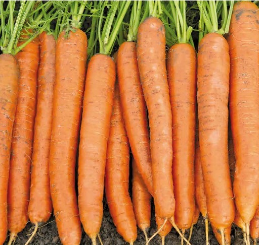 Семена Морковь Карлано, 1 г - фото