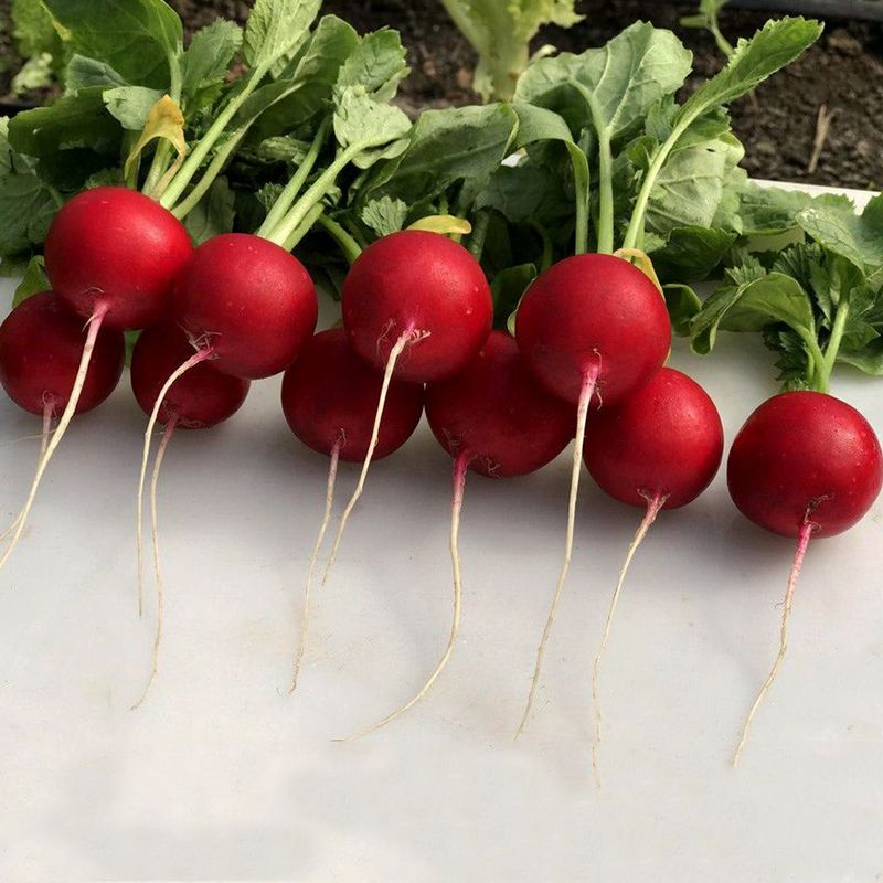 Семена Редис Аутелло F1, 3 г - фото