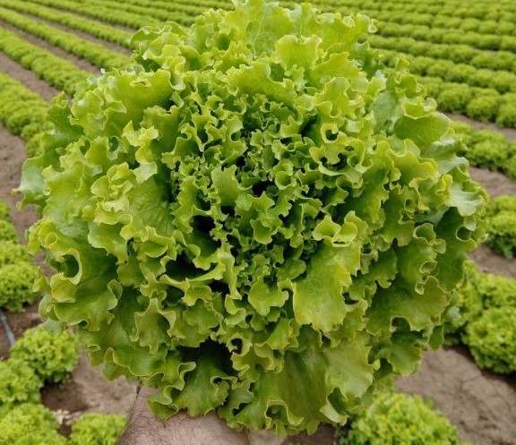 Семена Салат Флорин, 25 шт - фото