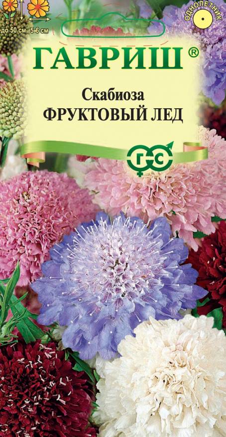 Семена Скабиоза пурпурная Фруктовый лед смесь, 0,2 г - фото