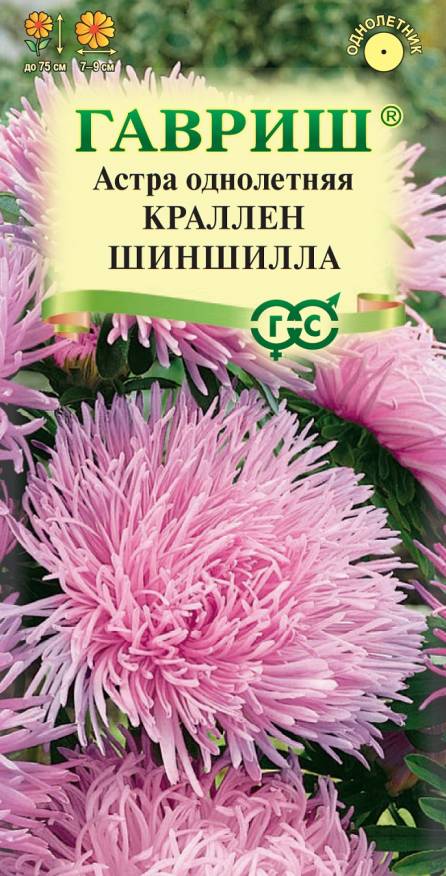 Семена Астра Краллен Шиншилла, коготковая, 0,3 г - фото