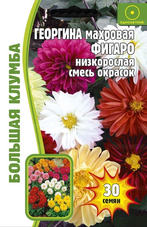 Семена Георгина Фигаро смесь низкорослая, 30 шт - фото