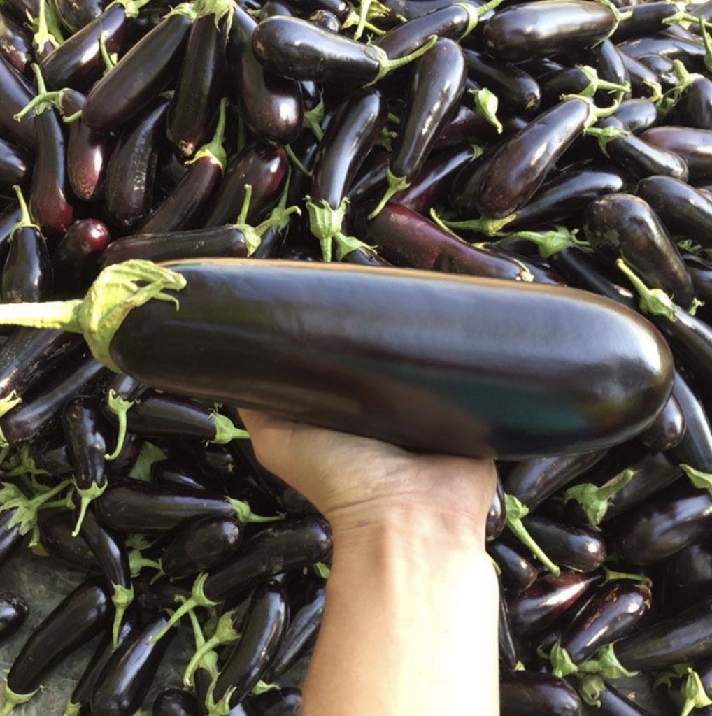 Семена Баклажан Казимир, 1000 шт - фото