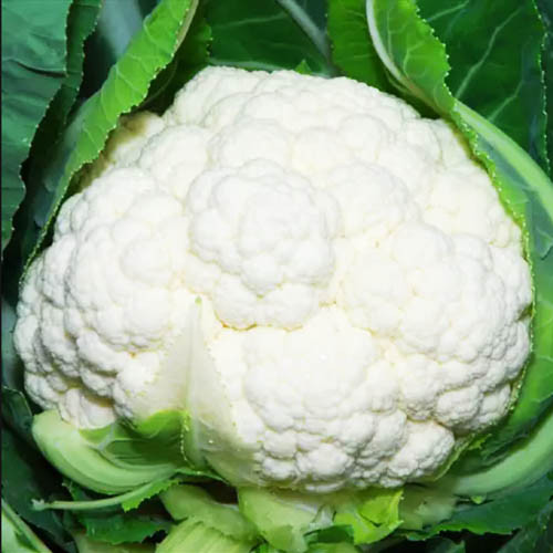 Семена Капуста цветная Наутилус F1, 2500 шт - фото