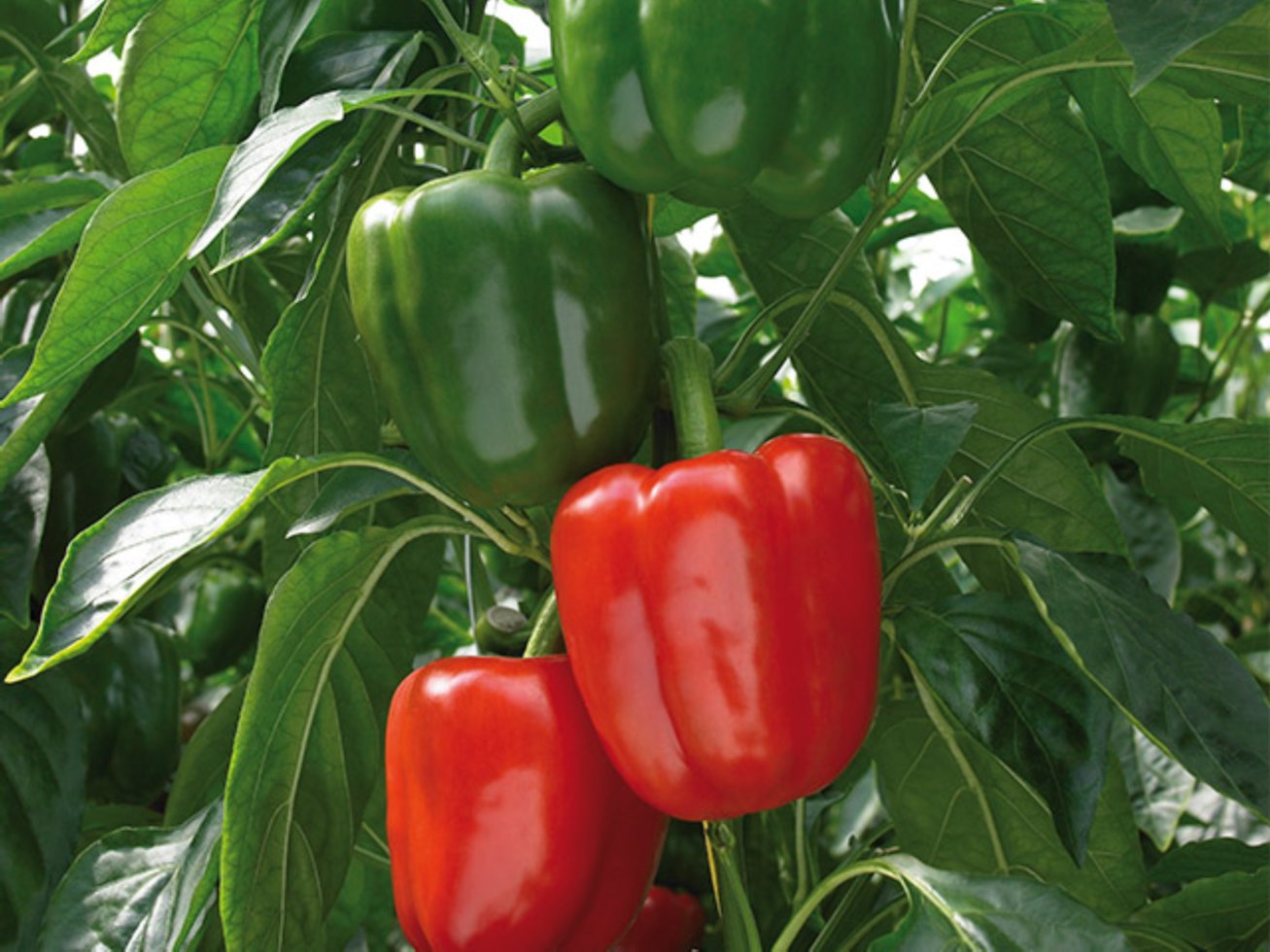 Семена Перец сладкий Ред Найт F1, 5 шт - фото, картинка Семена Перец сладкий Ред Найт F1, 5 шт - фото