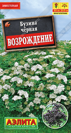 Семена Бузина черная Возрождение, 0,5 г - фото