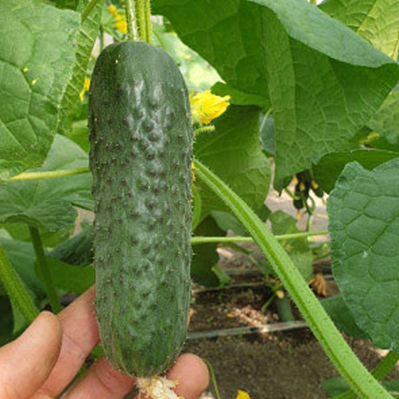 Семена Огурец Анвар F1, 1000 шт - фото
