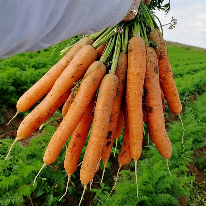 Семена Морковь Карвора, 1 г - фото