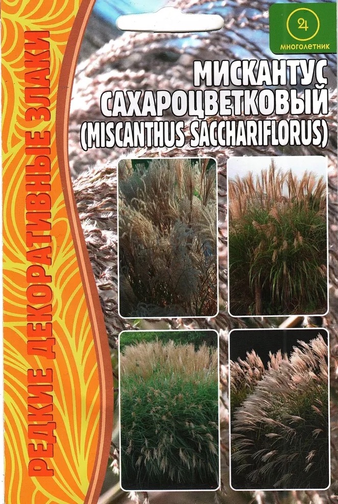 Семена Мискантус Сахароцветковый, 0,1 г - фото