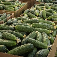 Семена Огурец Абсолют F1, 10 шт - фото