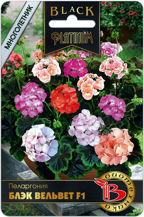 Семена Пеларгония Блэк Вельвет F1 смесь, 5 шт - фото