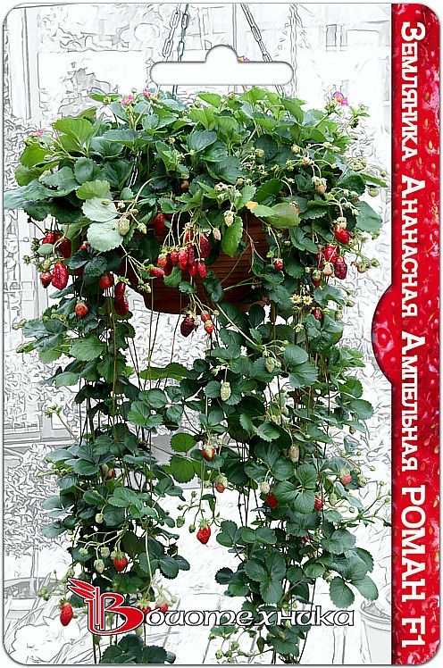 Семена Земляника ананасная ампельная Роман F1, 5 шт - фото