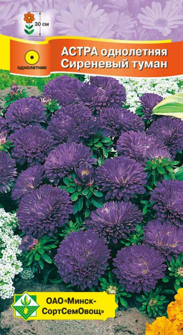 Семена Астра Карликовая Сиреневый туман, 0,3 г - фото