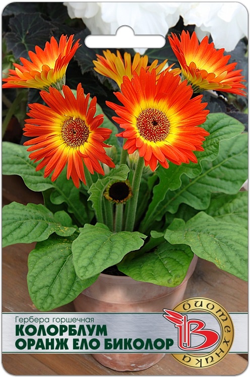 Семена Гербера горшечная Колорблум Оранж Ело Биколор, 5 шт - фото