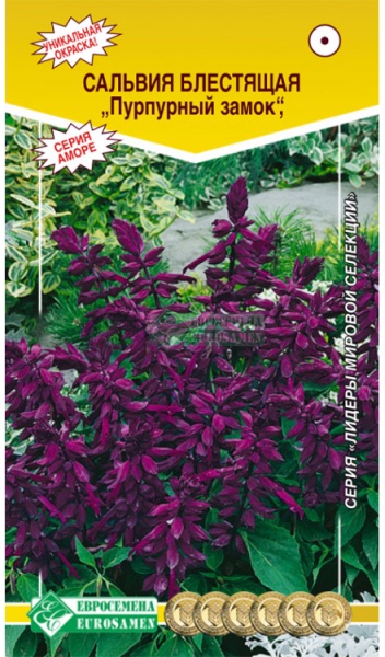 Семена Сальвия блестящая Пурпурный замок, 10 шт - фото