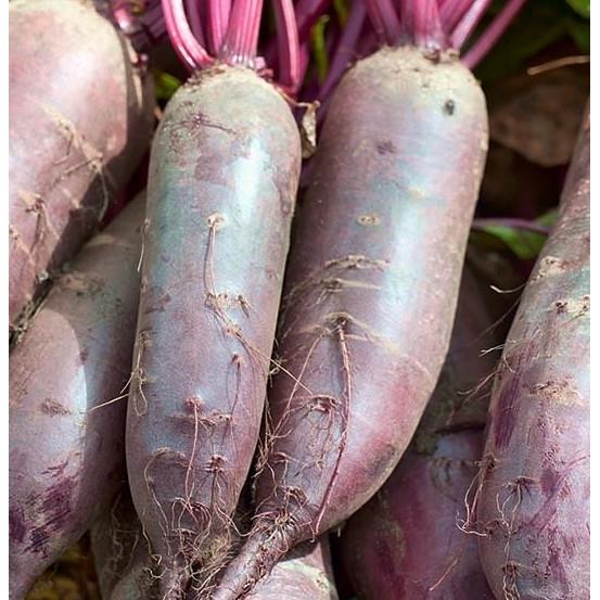 Семена Свёкла столовая Регульский цилиндр, 20 г - фото