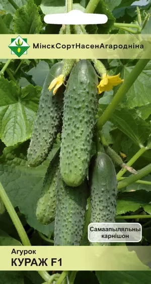 Семена Огурец Кураж F1, 7 шт - фото