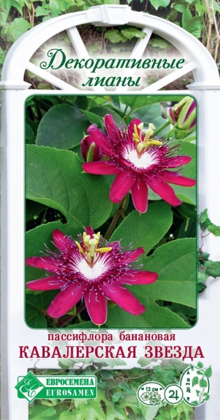 Семена Пассифлора банановая Кавалерская Звезда, 5 шт - фото
