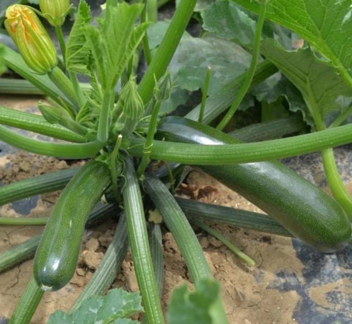 Семена Кабачок Комо F1, 5 шт - фото