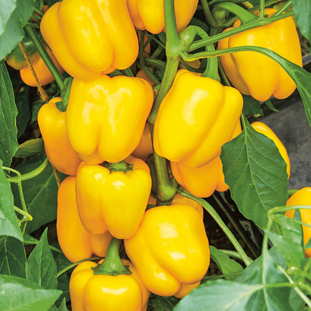 Семена Перец Эспартано F1, 10 шт - фото