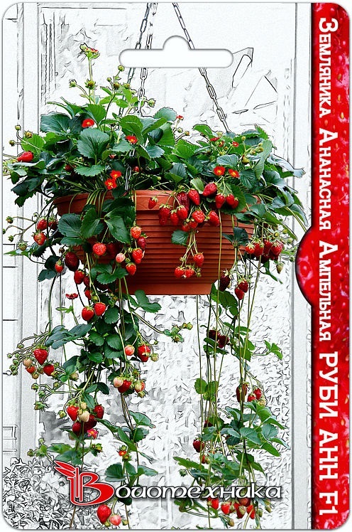 Семена Земляника ананасная ампельная Руби Анн F1, 5 шт - фото