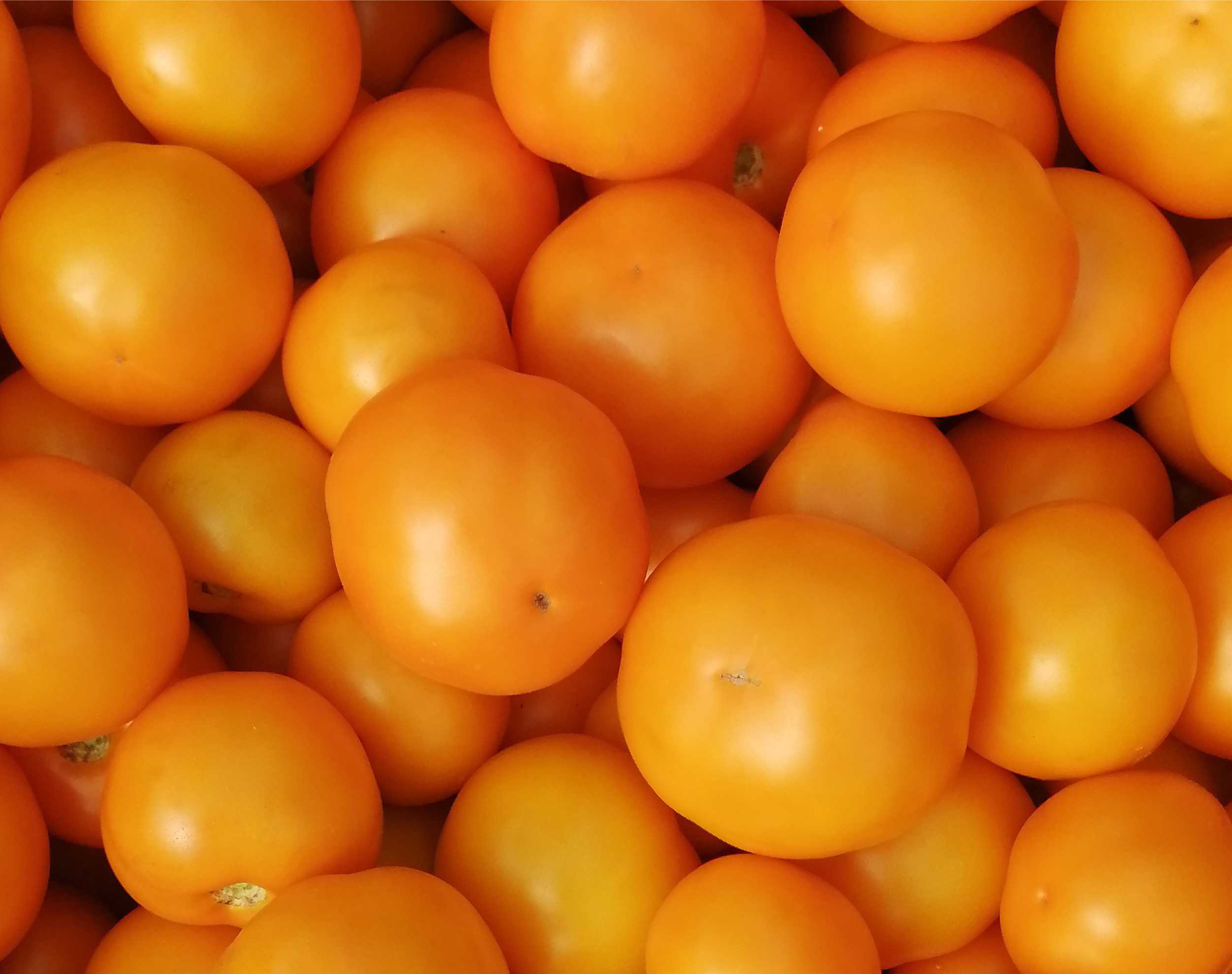 Семена Томат Томаццо F1, 5 шт - фото