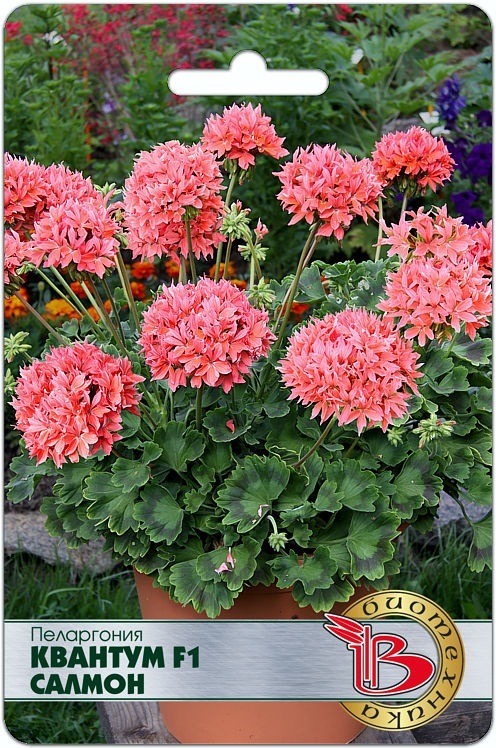 Семена Пеларгония Квантум F1 Салмон, 5 шт - фото