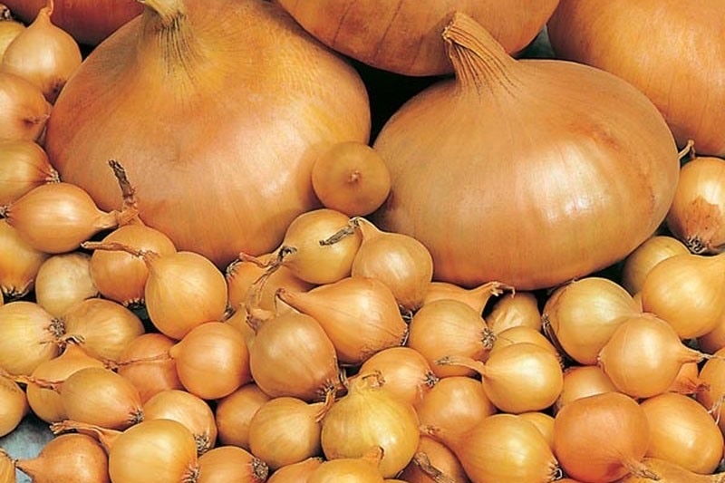 Лук-севок Штуттгартер Стэнфилд 10-21 мм, 500 г - фото