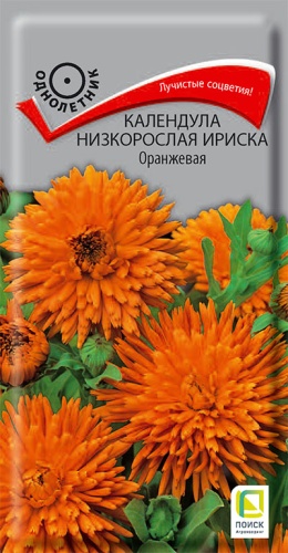 Семена Календула низкорослая Ириска Оранжевая, 10 шт - фото