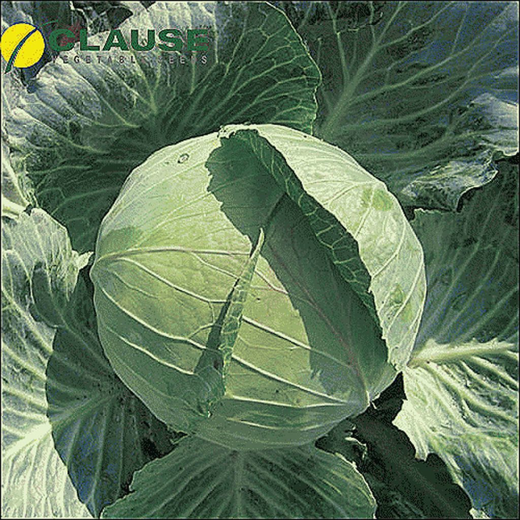 Семена Капуста Бригадир F1 Clause, 20 шт - фото, картинка Семена Капуста Бригадир F1 Clause, 20 шт - фото