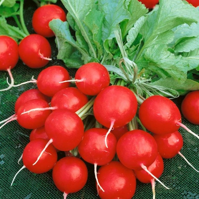 Семана Редис Валери F1, 3 г - фото