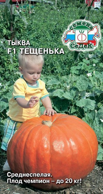 Семена Тыква Тещенька F1, 1 г - фото