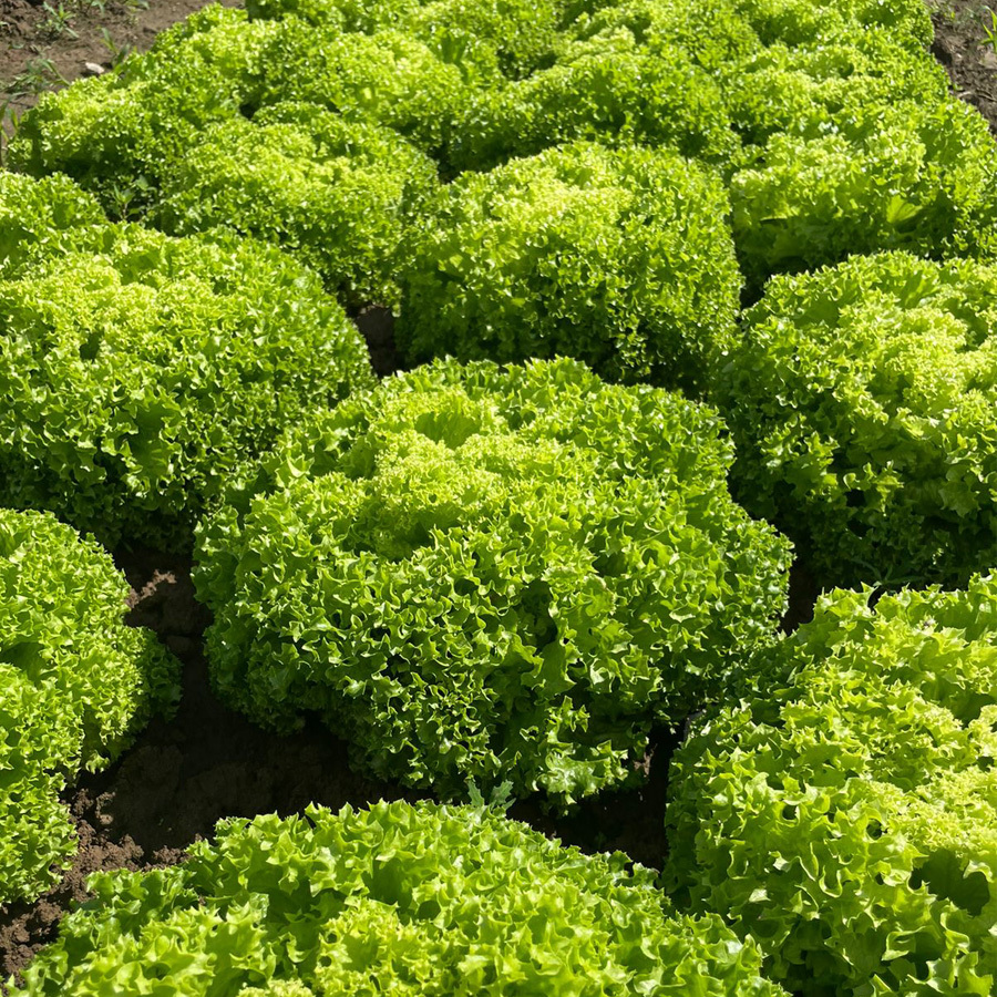 Семена Салат Ламарре, 20 шт - фото