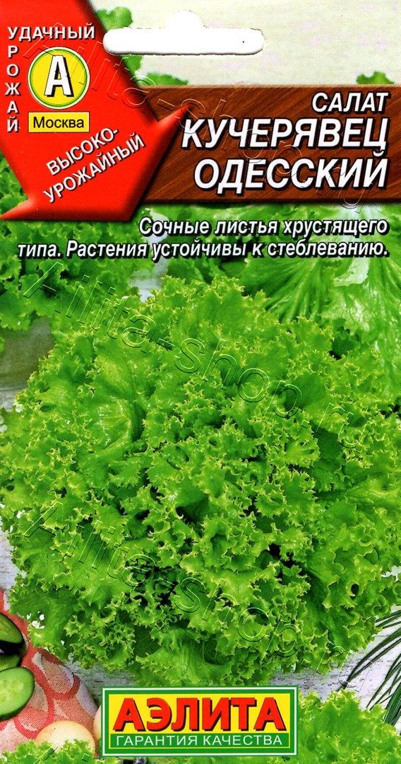 Семена Салат Кучерявец Одесский полукочанный, 0,5 г - фото