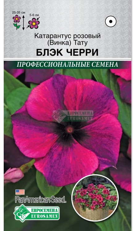 Семена Катарантус розовый (Винка) Тату Блэк Черри, 5 шт - фото