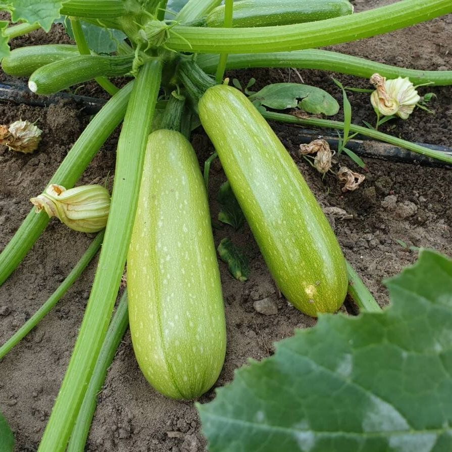 Семена Кабачок Ясна F1, 5 шт - фото