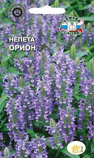 Семена Непета (котовник) Орион, 0,1 г - фото