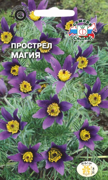 Семена Прострел Магия обыкновенная, 0,1 г - фото